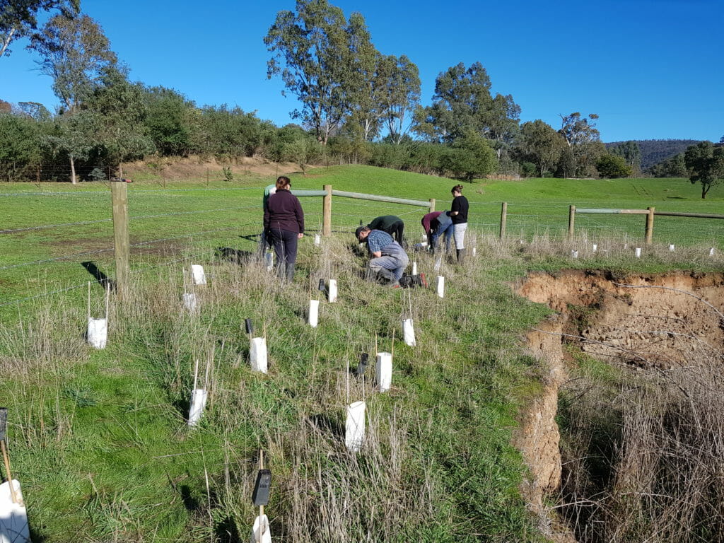 Tree planters Australia